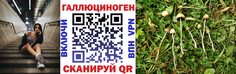 Псилоцибиновые грибы Psilocybine cubensis  хочу   Шелехов 